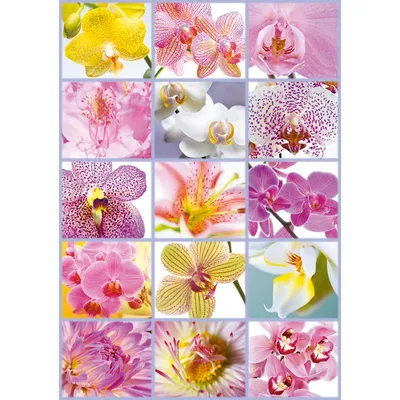 Produktbild von Puzzle Educa - Blumencollage, 1500 Teile