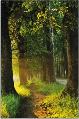 Produktbild von Wallario Outdoor-Poster für Garten oder Balkon, Motiv Allee bei Sonnenuntergang, in ca. 61 x 91,50 cm