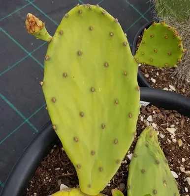 Image de Opuntia stricta / Oponce stricte