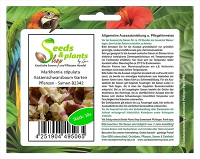 Produktbild von 10x Markhamia stipulata Katzenschwanzbaum Garten Pflanzen - Samen B2342