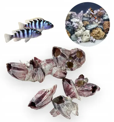 Immagine prodotto di Decorazioni per Acquario Barnacle Muszle Naturali, Conchiglie Decorative 100 g Set 5-10 Pezzi, 2-7 cm