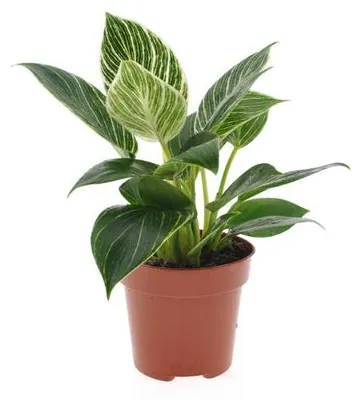Produktbild von Philodendron White Wave 20-30 cm - Baumfreund - grünes Paradies im Wohnzimmer