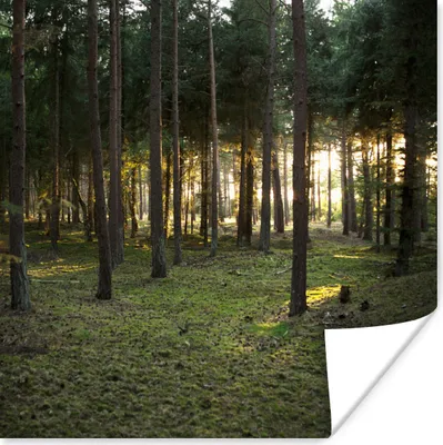 Produktbild von MuchoWow® Poster Baum - Sonne - Gras 75x75 cm - Wand Dekoration
