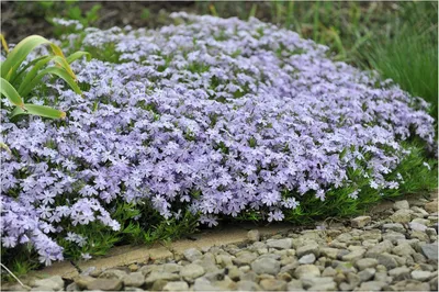 Produktbild von Stauden Gänge 1 x Phlox subulata 'Emerald Cushion Blue' - Blauer Polster-Phlox - Ein Meer aus Blau für Ihre Beete - Trittfest - Bodendecker