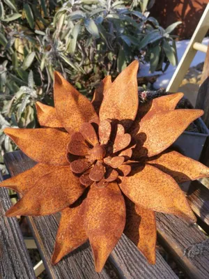 Produktbild von Edelrost Mittagsblume Gazanie