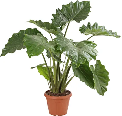 Produktbild von Dehner Pfeilblatt, Alocasia portodora, gewellte Blätter, ca. 120-130 cm, Ø Topf 34 cm, Zimmerpflanze