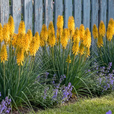 Produktbild von Stauden Gänge 10 x Kniphofia 'Banana Popsicle' - Warmgelbe Fackellilie, kompakt 45-60 cm - winterhart, mehrjährig, 11x11 cm Topf