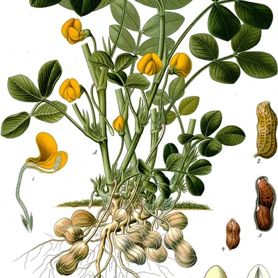 Zdjęcie produktu dla Orzeszek ziemny (Arachis hypogaea)  – 10 nasion