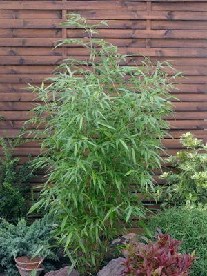 Zdjęcie produktu dla Phyllostachys aureosulcata 'Aureocaulis', Gelber Bamboo, 80-100 cm