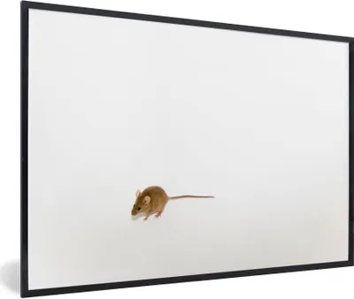 Produktbild von MuchoWow® Gerahmtes Poster Maus - Tiere - Weiß 90x60 cm - Poster mit Schwarzem Bilderrahmen Wandposter Rahmen Foto Bilder - Fotorahmen - Foto-Plakat