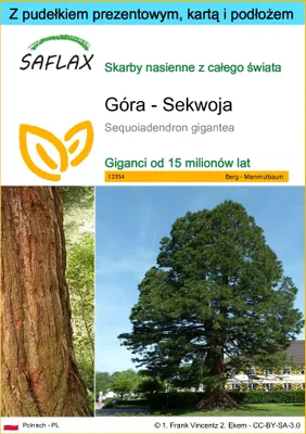 Zdjęcie produktu dla SAFLAX - Zestaw prezentowy - Góra - Sekwoja - 50 Nasiona - Z pudełkiem upominkowym, etykietą wysyłkową, kartą podarunkową i podłożem uprawowym - Sequoiadendron gigantea