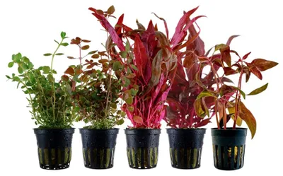 Produktbild von 'Buntes' Set mit 5 Topf Pflanzen Aquariumpflanzen Set 224 Wasserpflanzen AquaOne