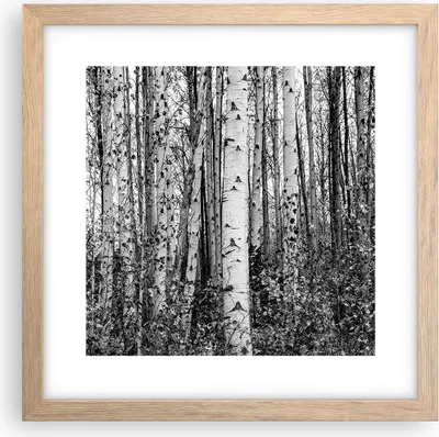 Produktbild von Gerahmtes Poster - Rahmen in heller Eiche - Birken Wald Monochrom - 30x30 cm - Wand Bild - Wanddeko - Wandbilder - Kunstposter - Wandposter - Bilderrahmen - Bilder - Kunstdruck - P2NAC30x30-4643