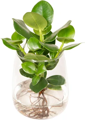 Produktbild von Hello Plants Clusia Signaturbaum - Ø 12 cm Kingston-Glas - Höhe: 30 cm