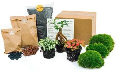 Image de Kit de terrarium à réaliser soi-même, comprenant un Ficus Ginseng et des accessoires pour plantes