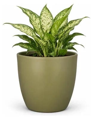Produktbild von Floran Pflanzentopf - grun - matt - Keramik - 22 x 19 cm
