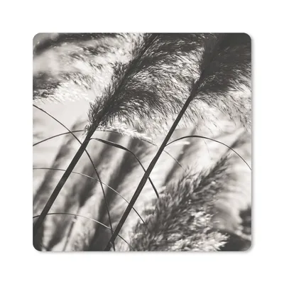 Produktbild von MuchoWow® Mauspad Mousepad Pampasgras - Schwarz - Weiß - Pflanze 20x20 cm - Mousepads - Maus Mat - Pad - Mausunterlage - Desk Mat - Bureauartikeln