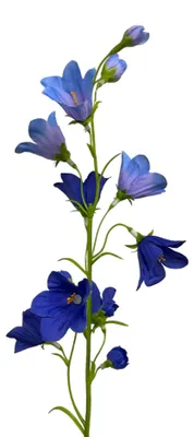 Produktbild von Künstliche Glockenblume 65cm, Campanula BLAU