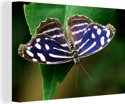 Produktbild von OneMillionCanvasses® - Leinwandbilder - 140x90 cm, Blauer Meerbusenfalter, Wandbilder Kunstdruck Wanddekoration - Foto auf Leinwand - Gemälde auf Holzrahmen