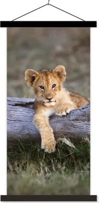 Produktbild von MuchoWow® Textilposter Jungtier - Tier - Natur 40x80 cm mit schwarzem Rahmen - Wandemalerei