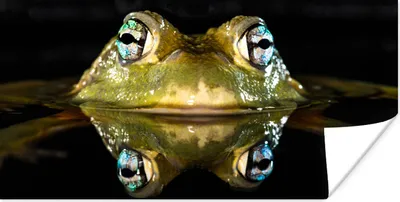 Produktbild von MuchoWow® Poster Frosch - Augen - Porträt 40x20 cm
