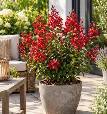 Produktbild von Lagerstroemia indica Petite Red 40–60 cm – Rote Zwerg-Kreppmyrte im 2,5-L-Topf – Flieder des Südens für Garten, Kübel und Terrasse, KI-generiertes Bild