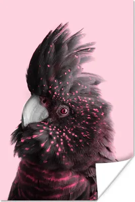 Produktbild von MuchoWow® Poster Kakadu - Vogel - Rosa 60x90 cm - Wanddekoration