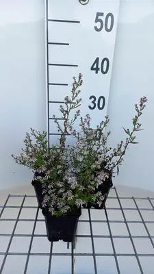 Immagine prodotto di 6 x Aster eric. 'Erlkönig' - Aster autunnale - vaso 9 x 9 cm