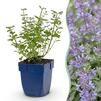 Produktbild von Green boutiQ - Staude - Nepeta faassenii Walker's Low - Katzenminze - Bienen- und Schmetterlingszieher - Blau - 3 Pflanzen - Topf 11cm - Höhe 15-25cm