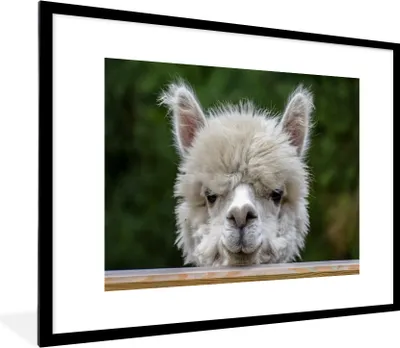 Produktbild von MuchoWow® MuchoWow® Gerahmtes Poster Alpaka - Porträt - Tiere 80x60 cm - Poster mit zchwarzem Bilderrahmen - Schlafzimmer-Dekorationen - Fotoposter
