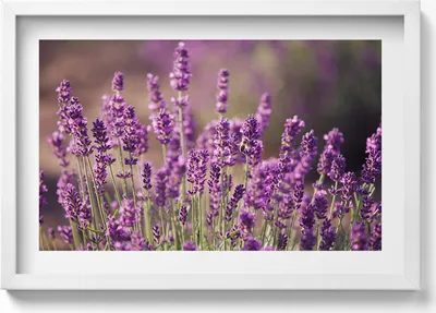 Produktbild von Lavendelblumenwiese– Wandbild mit Rahmen – Gerahmtes Bild  – Wanddekoration – 60x40 cm –  Schwarz Rahmen