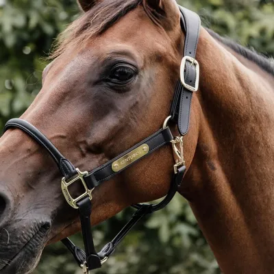 Produktbild von Kentucky Horsewear Genickstück für Lederhalfter Anatomic Schwarz Onesize