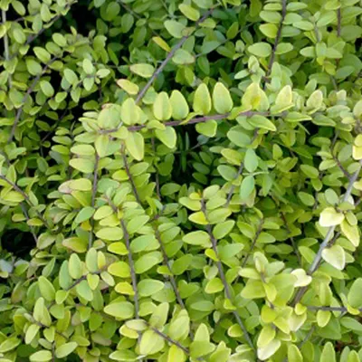 Productafbeelding van 2 x Haagdoornkers (Lonicera nitida 'Baggesen's Gold') | 20-25 cm in pot