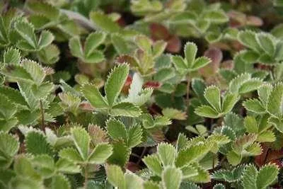 Produktbild von 6 x  Potentilla atrosanguinea - Fingerstrauch - Topf 9 x 9 cm