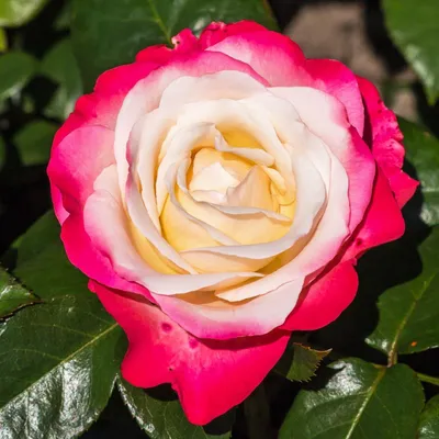 Produktbild von Rosen Kollektion - 3 Pflanzen - Stauden Winterhart Mehrjährig - Duftende Echte Rosen aus Holland - für Garten & Rabatten (keine Samen, nicht künstlich)