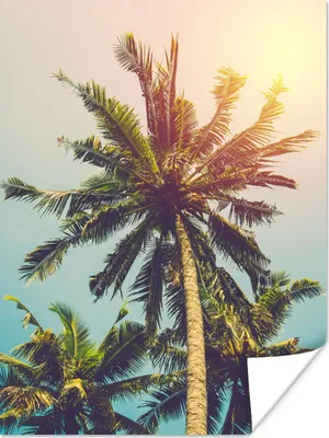 Produktbild von MuchoWow® Poster Palme - Sommer - Tropisch - Sonne 120x160 cm - Wandbilder