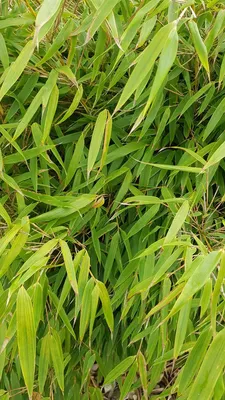 Image de Fargesia robusta 'Pingwu' / Bambou non traçant
