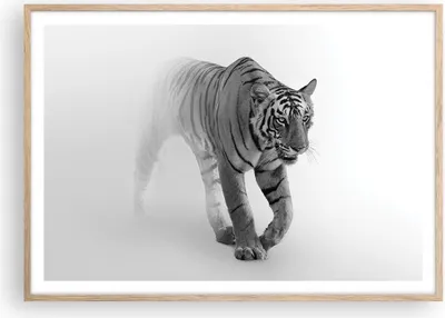 Produktbild von Gerahmtes Poster - Rahmen in heller Eiche - Tiger Monochrom Porträt - 100x70 cm - Wand Bild - Wanddeko - Wandbilder - Kunstposter - Wandposter - Bilderrahmen - Bilder - Kunstdruck - P2NAA100x70-4626