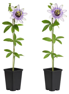 Immagine prodotto di Cœur Exotique Piante rampicanti - Passiflora - Passiflora Damsels Delight - Set da 2 - Vaso da 11 cm