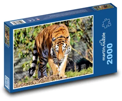 Obrázok produktu pre Puzzle 2000 Tiger v divočine - martinpuzzle