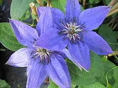 Produktbild von Clematis Parisienne TM Evipo 019 (N) - Waldrebe / Klematis Parisienne 60-100cm