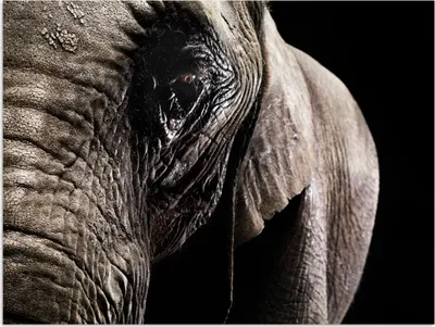 Produktbild von MuchoWow® Poster Elefant - Tiere - Nahaufnahme - Schwarz 40x30 cm - Plakate für die Wände - Poster Wohnzimmer