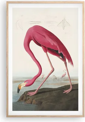 Produktbild von Gerahmtes Poster - Rahmen in heller Eiche - Flamingo Vogel Exotik - 61x91,5 cm - Wand Bild - Wanddeko - Wandbilder - Kunstposter - Wandposter - Bilderrahmen - Bilder - Kunstdruck - P2NPA61x91-5137