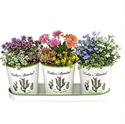Image de Pots métal Lot de 3 + plateau cactus