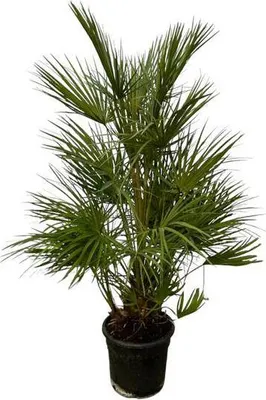 Produktbild von Chamaerops Humilis - Grüne Zwergpalme - Zimmerpflanze - ↕130 cm - Ø24cm
