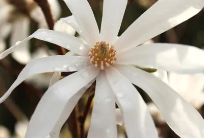 Immagine prodotto di Magnolia stellata Magnolia bianca Fioritura precoce 80 - 100 cm