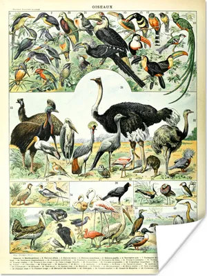 Produktbild von MuchoWow® Poster Vogel - Tiere - Natur 120x160 cm - Wandbilder