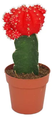 Zdjęcie produktu dla Gymnocalycium mihanovichii - Kaktus truskawkowy - czerwony - doniczka 8,5 cm