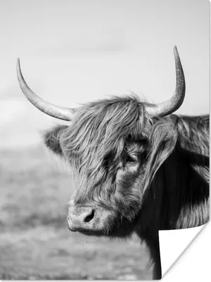 Produktbild von MuchoWow® Poster Schottischer Highlander - Tiere - Schwarz - Weiß 90x120 cm - Wohnzimmer