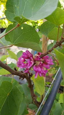 Image de Cercis silicastrum / Arbre de Judée